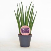 サンスベリア バキュラリス 【観葉植物 3号／1個売り】|観葉植物