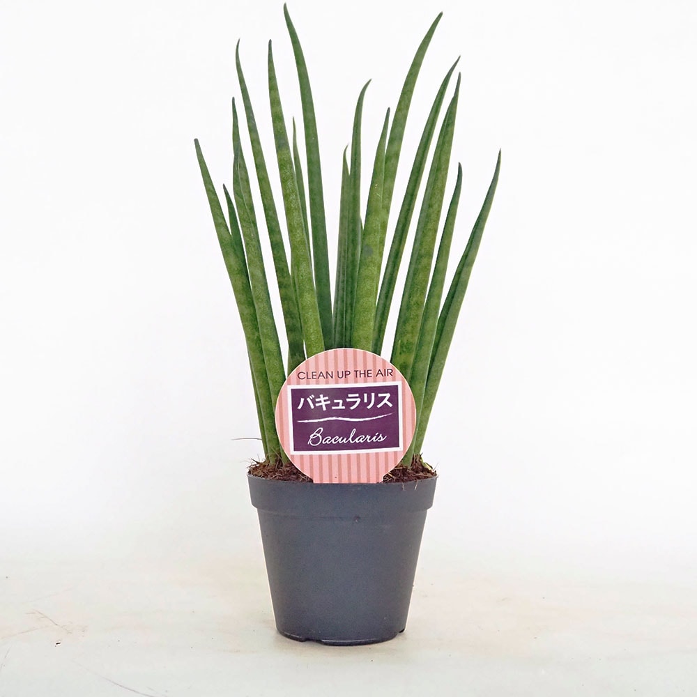 サンスベリア バキュラリス 【観葉植物 3号／1個売り】