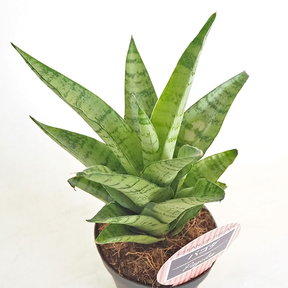 サンスベリア パゴダ 【観葉植物 3号／1個売り】｜ 【植物の