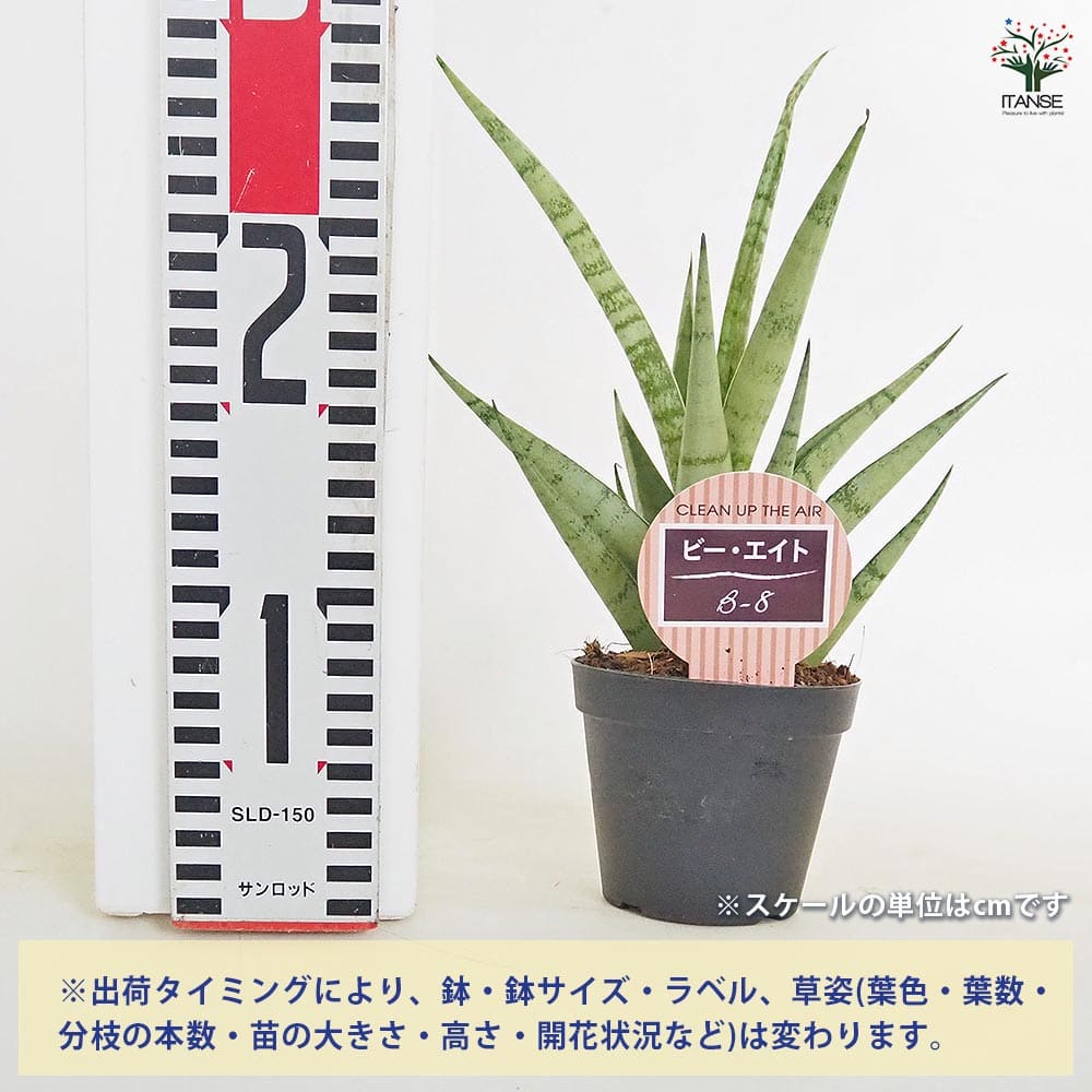サンスベリア ビーエイト 【観葉植物 3号／1個売り】｜ 【植物の