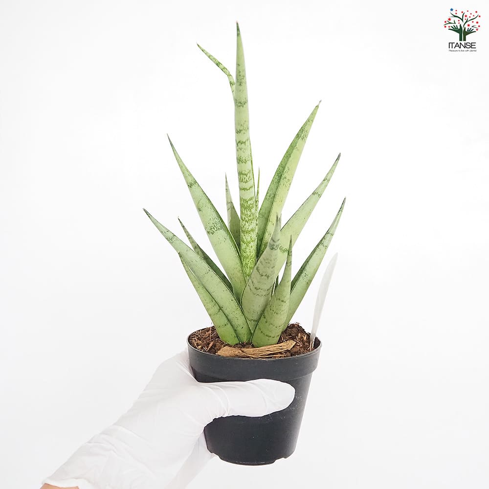 サンスベリア ビーエイト 【観葉植物 3号／1個売り】｜ 【植物の