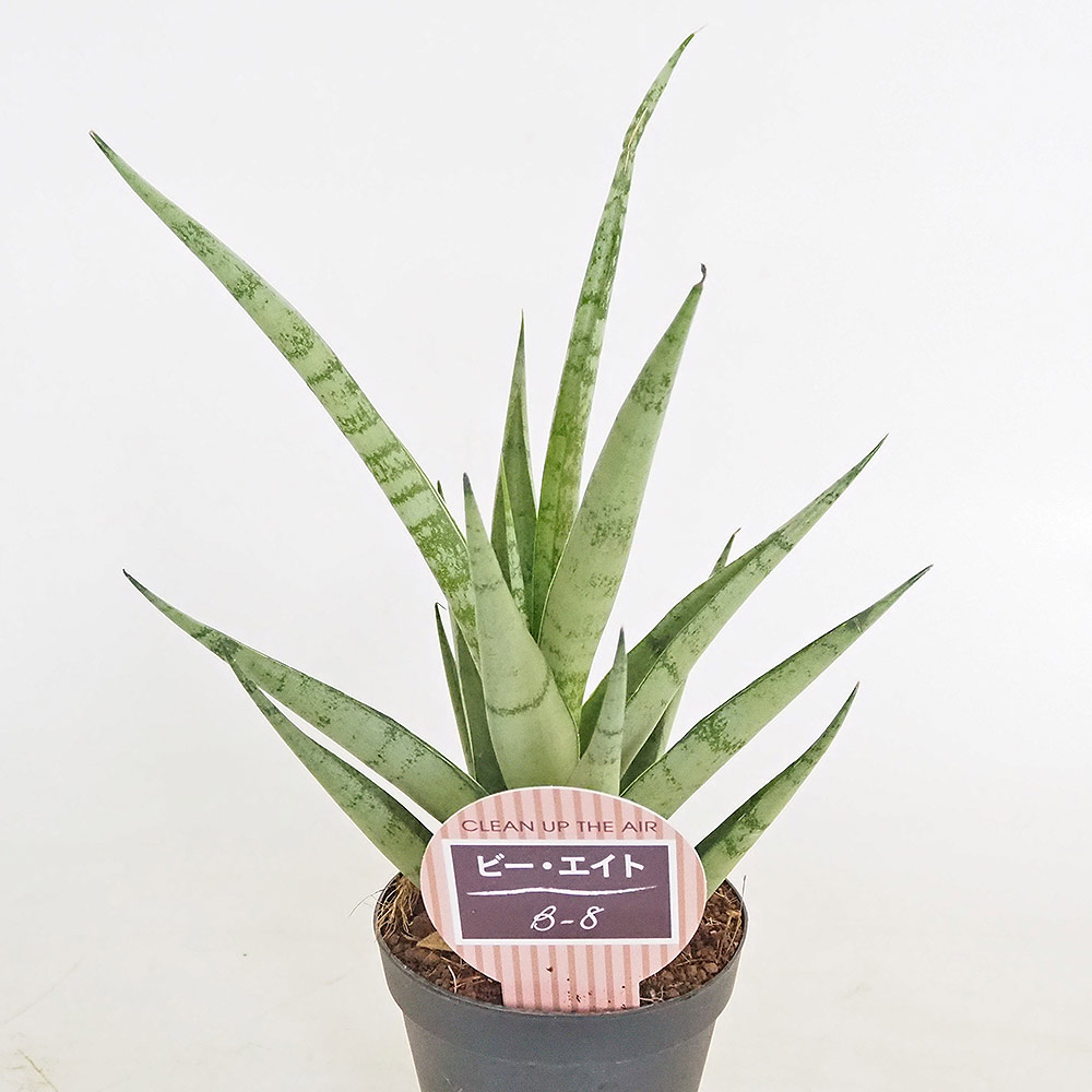 サンスベリア ビーエイト 【観葉植物 3号／1個売り】