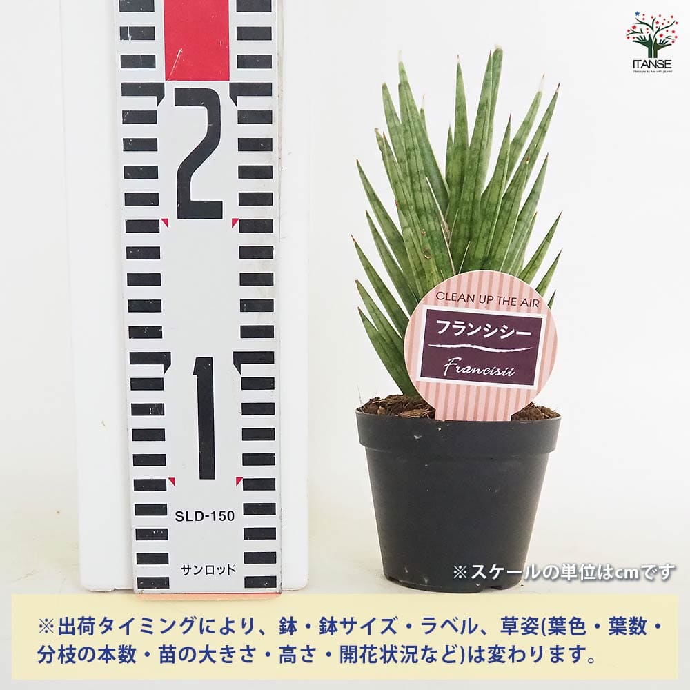 サンスベリア フランシシー 【観葉植物 3号／1個売り】｜ 【植物の