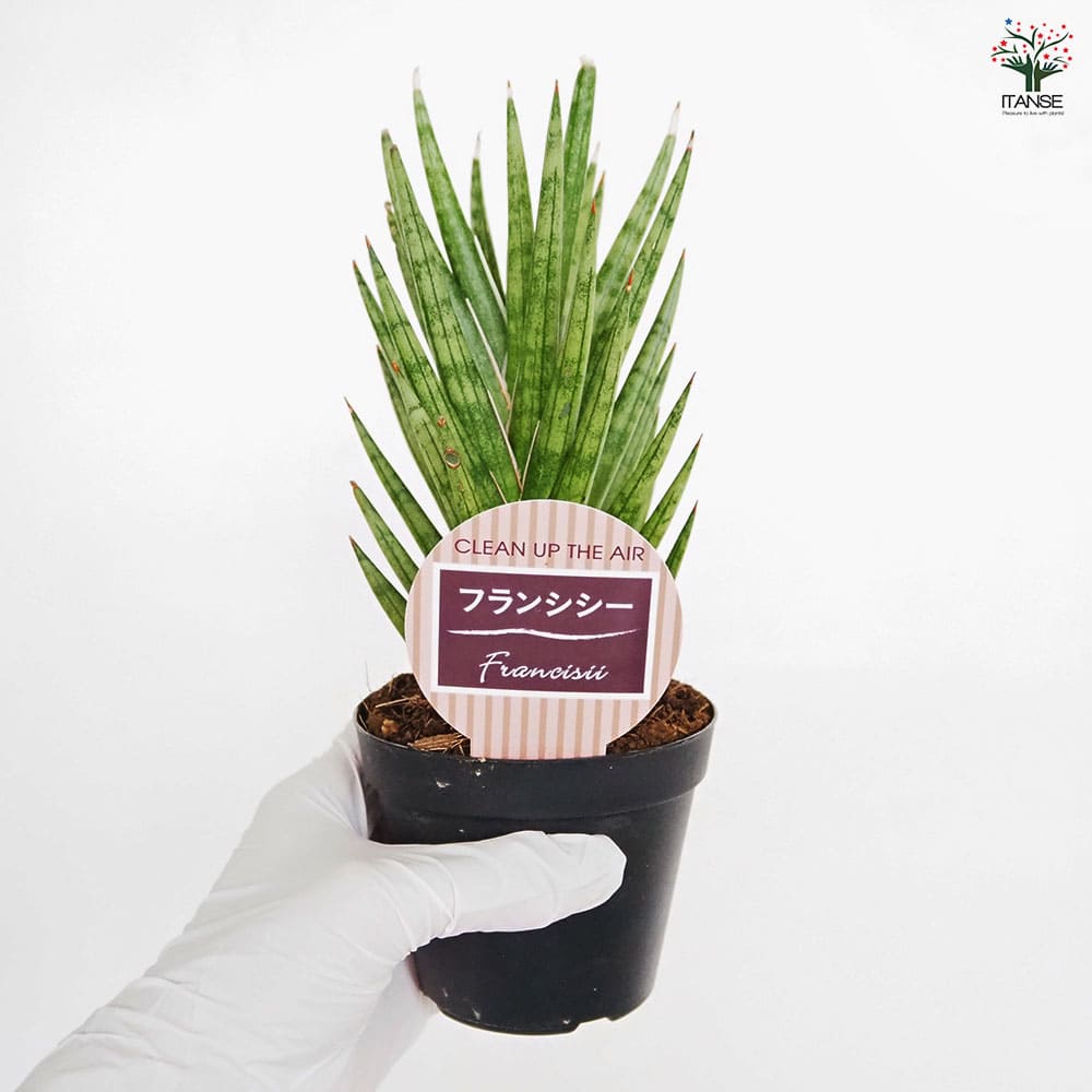 サンスベリア フランシシー 【観葉植物 3号／1個売り】｜ 【植物の