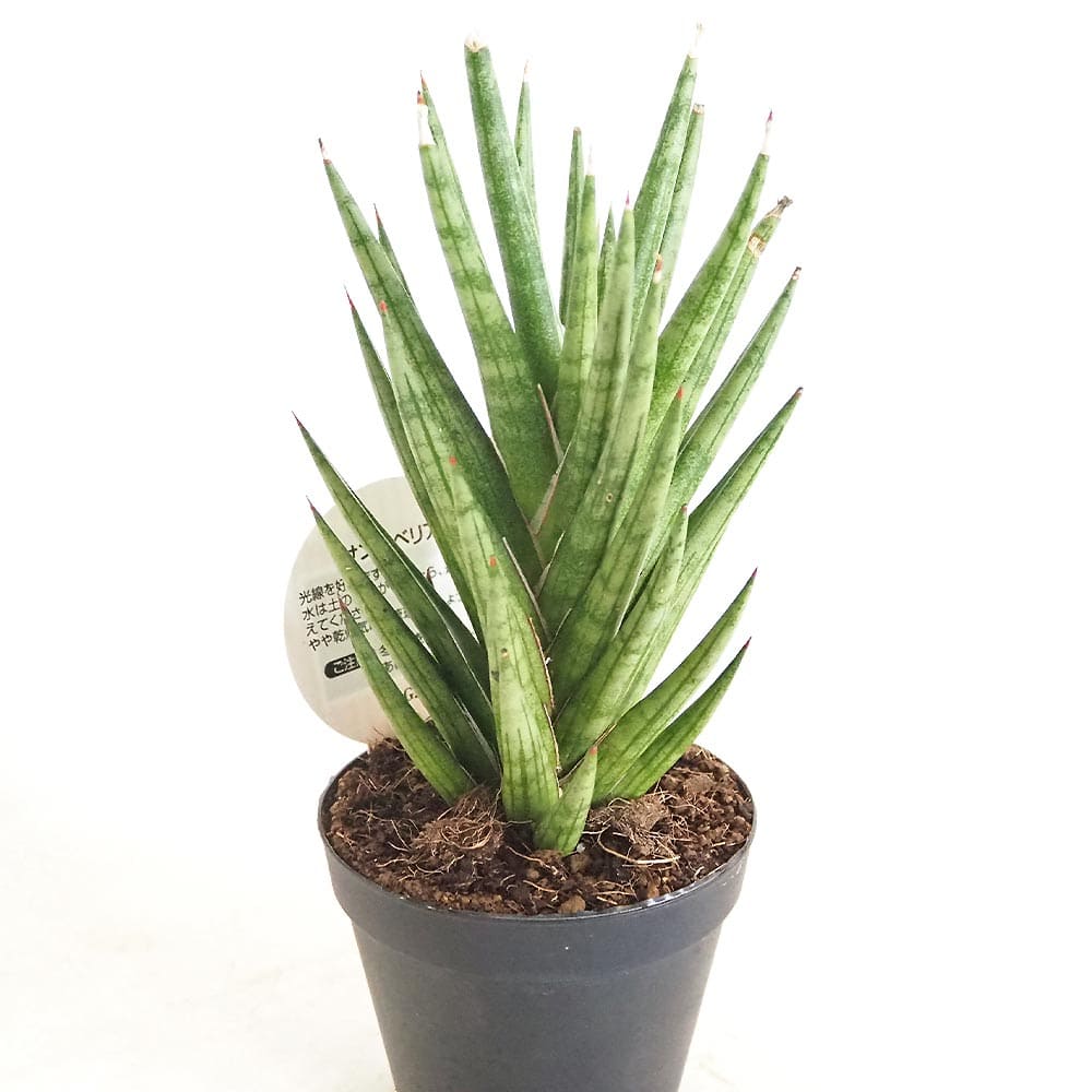 サンスベリア フランシシー 【観葉植物 3号／1個売り】