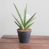 サンスベリア ボブ 【観葉植物 3号／1個売り】|観葉植物