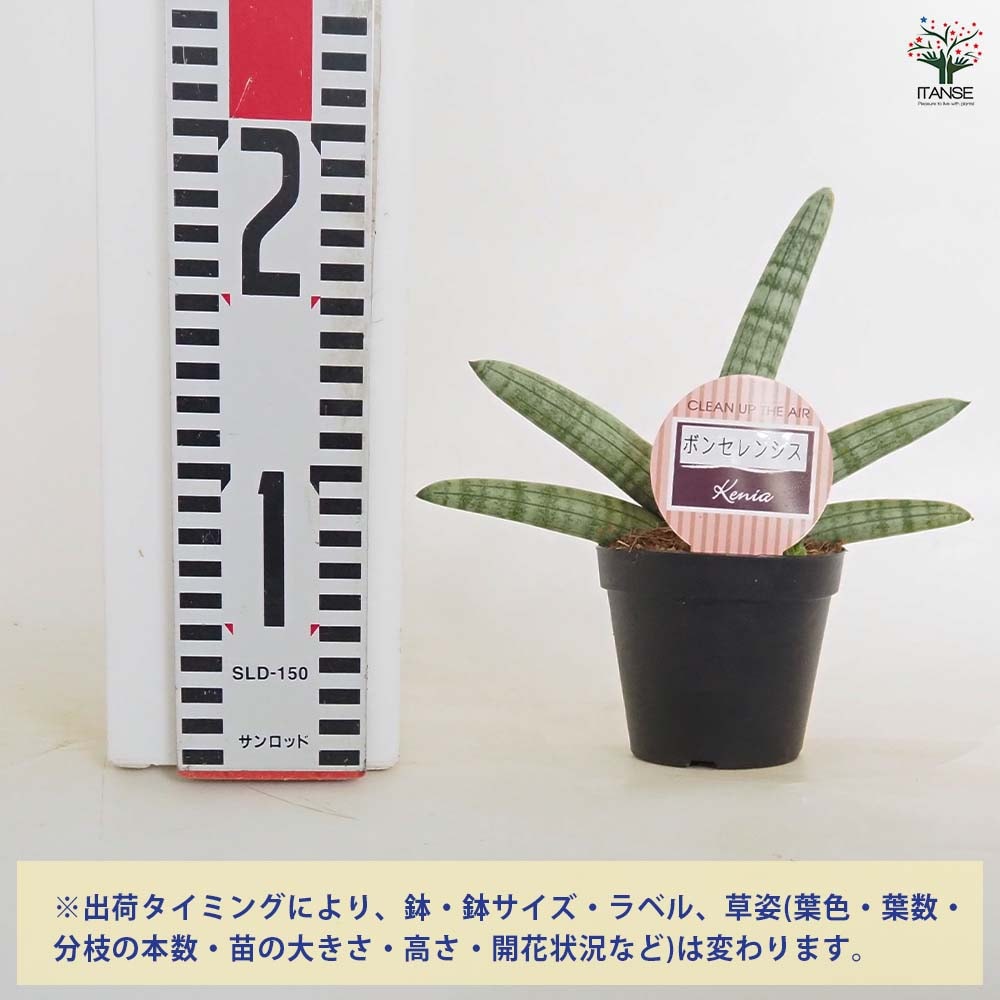 サンスベリア ボンセレンシス 【観葉植物 3号／1個売り
