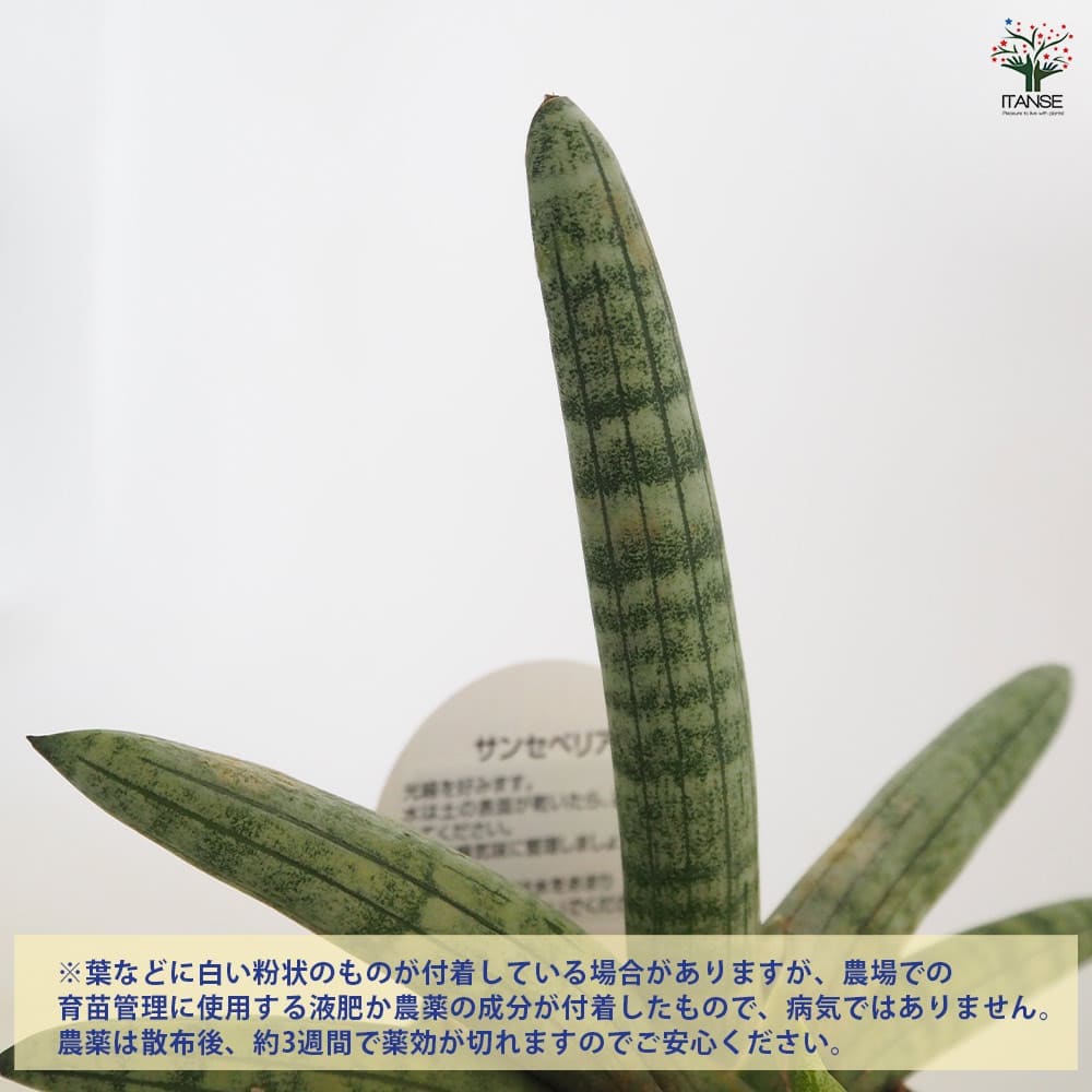 サンスベリア ボンセレンシス 【観葉植物 3号／1個売り】｜ 【植物の