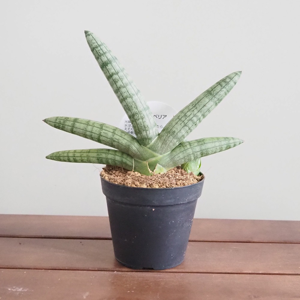 サンスベリア ボンセレンシス 【観葉植物 3号／1個売り】
