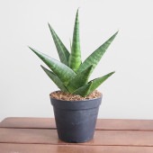 サンスベリア マライカ 【観葉植物 3号／1個売り】|観葉植物