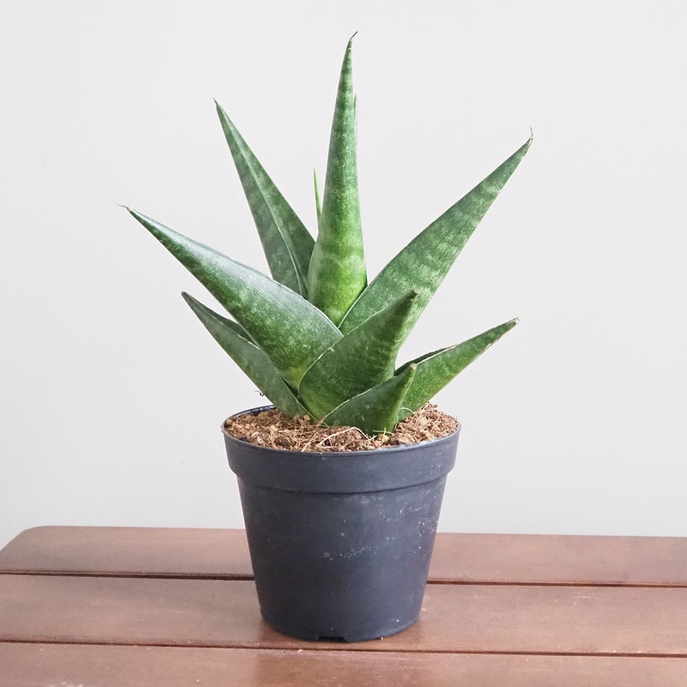 サンスベリア マライカ 【観葉植物 3号／1個売り】