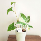 シンゴニューム(シンゴニウム) フレンチマーブル 【観葉植物 4号】|観葉植物