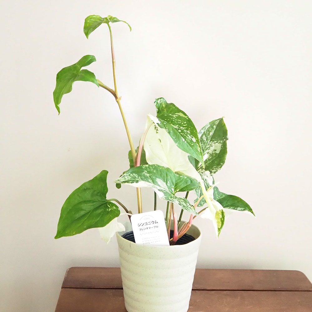 シンゴニウム　フレンチマーブル　小苗① シンゴニューム(シンゴニウム) フレンチマーブル 【観葉植物 4号
