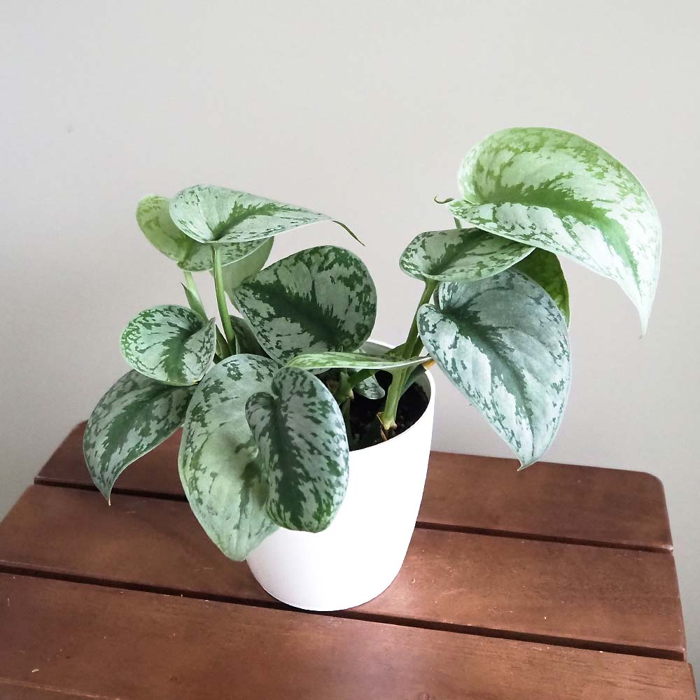 スキンダプサス トレウビー 【観葉植物 4号】