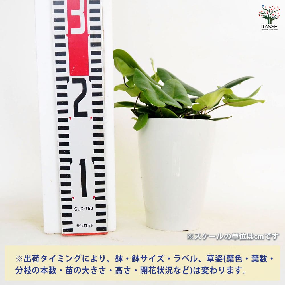 ヘミオニティス アリフォリア 【観葉植物 4号】｜ 【植物の