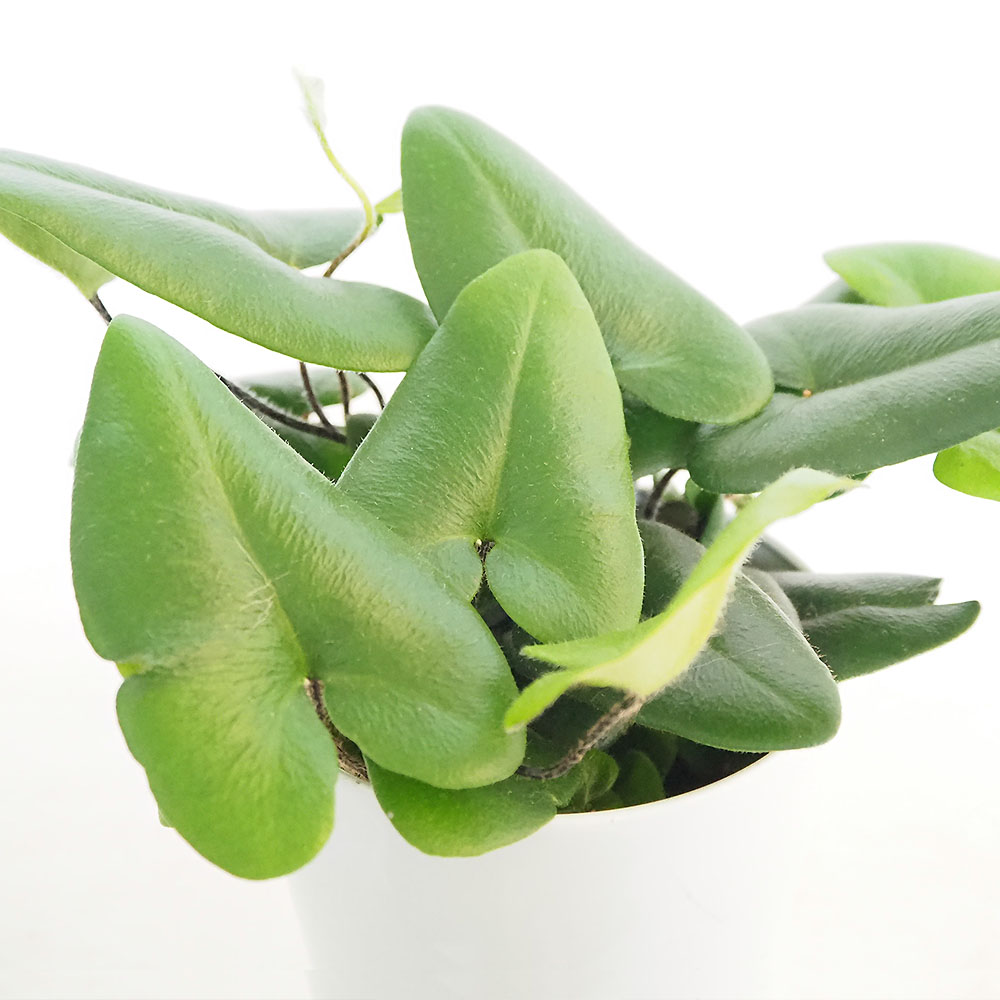 ヘミオニティス アリフォリア 【観葉植物 4号】