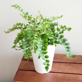ペラエア ロツンディフォリア 【観葉植物 4号】|観葉植物