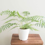 ディクソニア アンタルクティカ 【観葉植物 5号／1個売り】|観葉植物