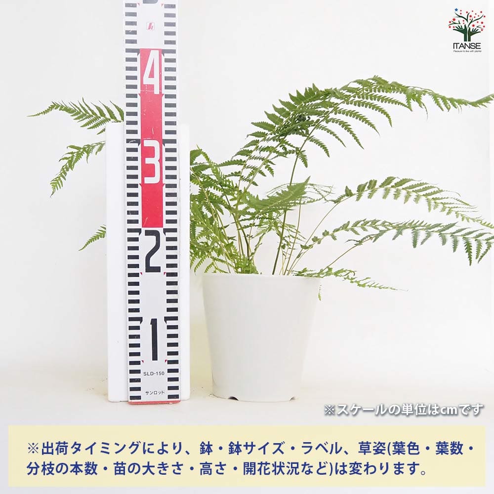 【現品】大株　ディクソニア　アンタルティカ　17号相当　発根済　PT番 現品】大株 ディクソニア アンタルティカ 17号相当 発根済 2A番