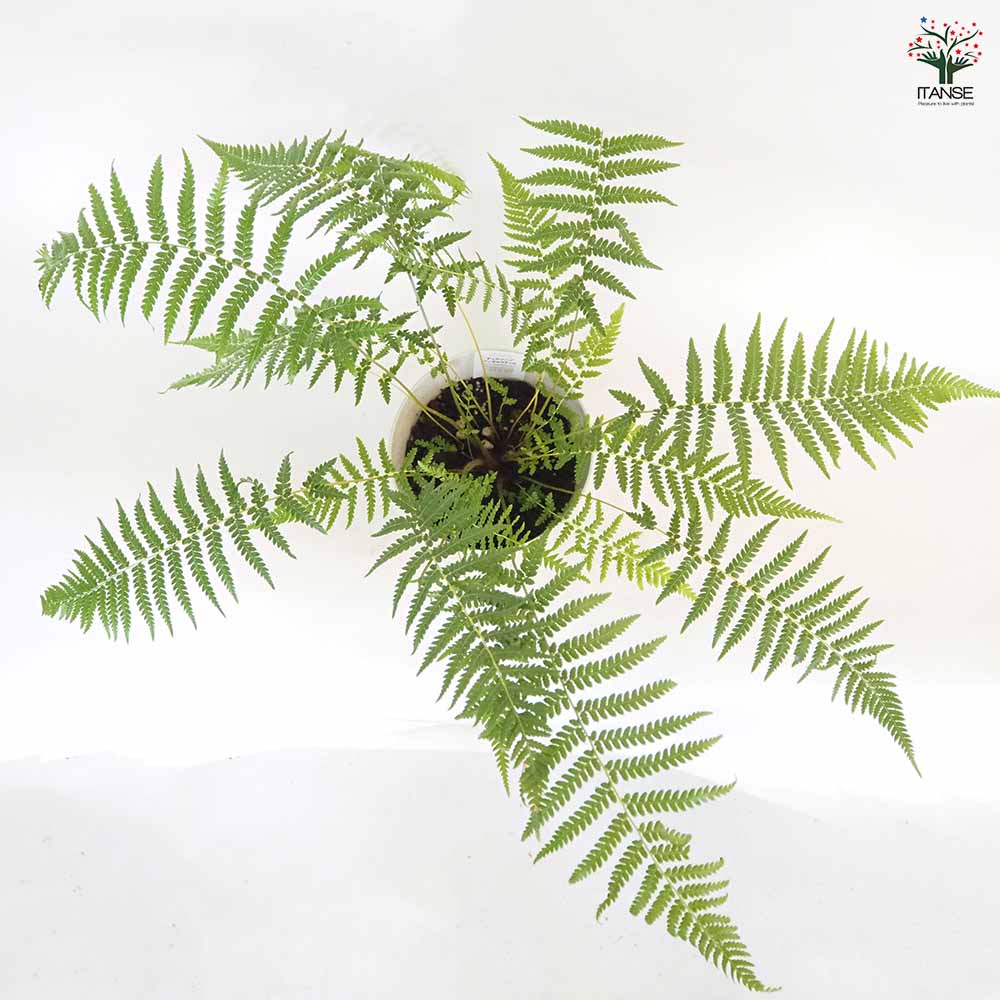 ディクソニア アンタルクティカ 【観葉植物 5号／1個売り