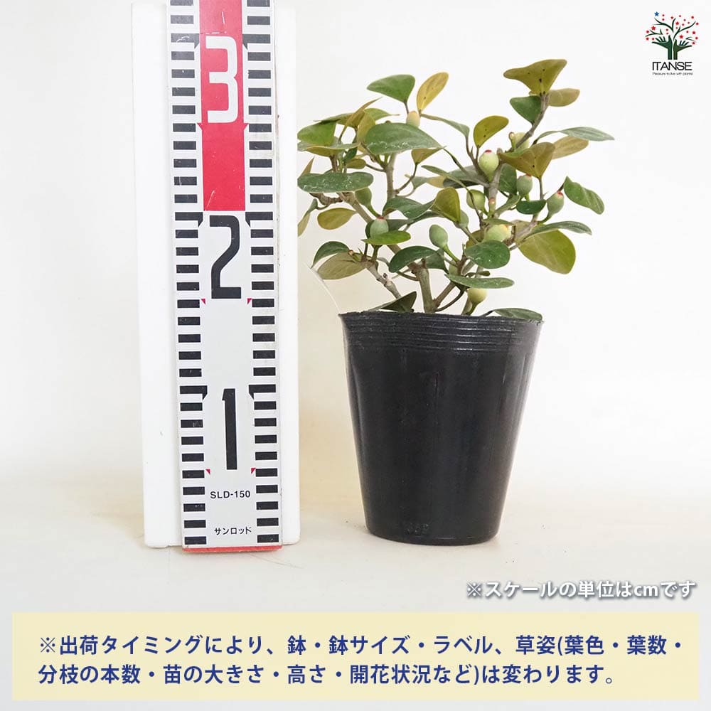 フィカス ゴールドコイン 【観葉植物 5号／1個売り】｜ 【植物の