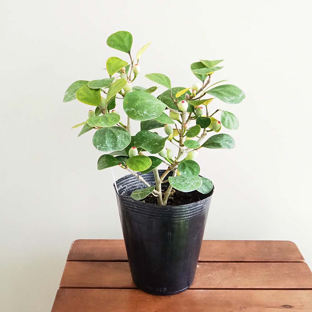 フィカス ゴールドコイン 【観葉植物 5号／1個売り】