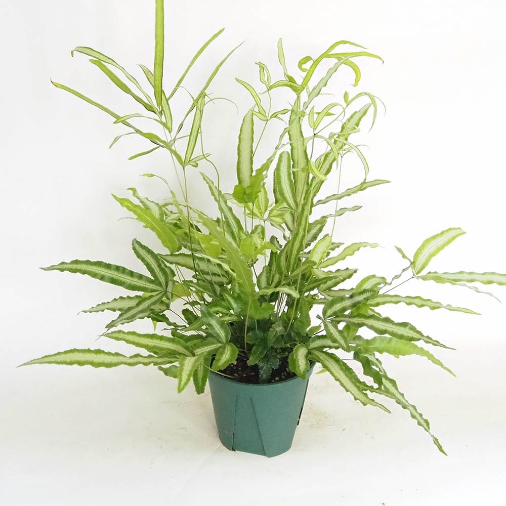 プテリス アルボリネアータ 【観葉植物 5号／1個売り】