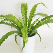 オオタニワタリ(大谷渡) オオサカ 【観葉植物 6号／1個売り】|観葉植物