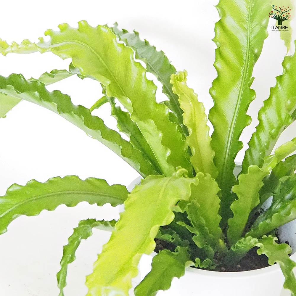 オオタニワタリ(大谷渡) オオサカ 【観葉植物 6号／1個売り】｜ 【植物