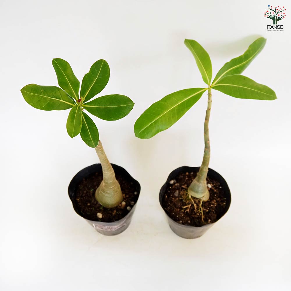 アデニウム アラビカム ブラックジャイアント 【観葉植物 5号／1個売り