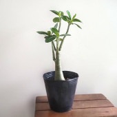アデニウム アラビカム ブラックステム 【観葉植物 5号／1個売り】|観葉植物