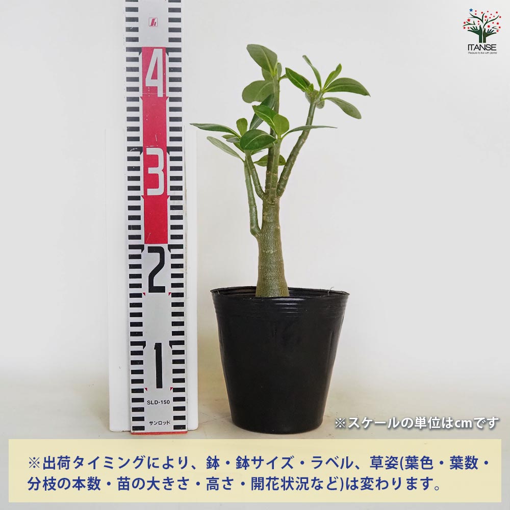 アデニウム アラビカム ブラックステム 【観葉植物 5号／1個売り