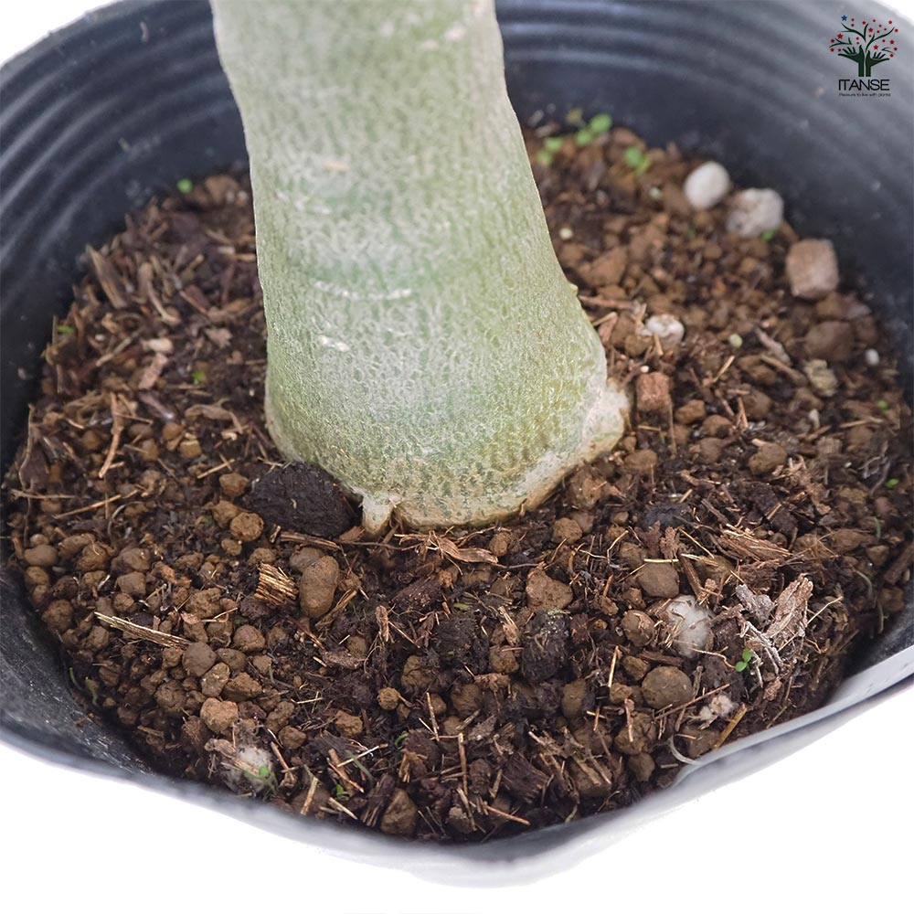 アデニウム アラビカム ブラックステム 【観葉植物 5号／1個売り