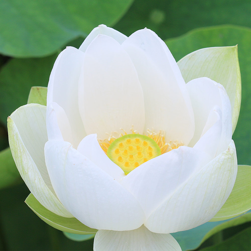 チャワンバス 【観葉植物 4号】