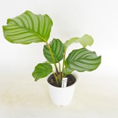 カラテア オルビフォリア 【観葉植物 4号／1個売り】|観葉植物