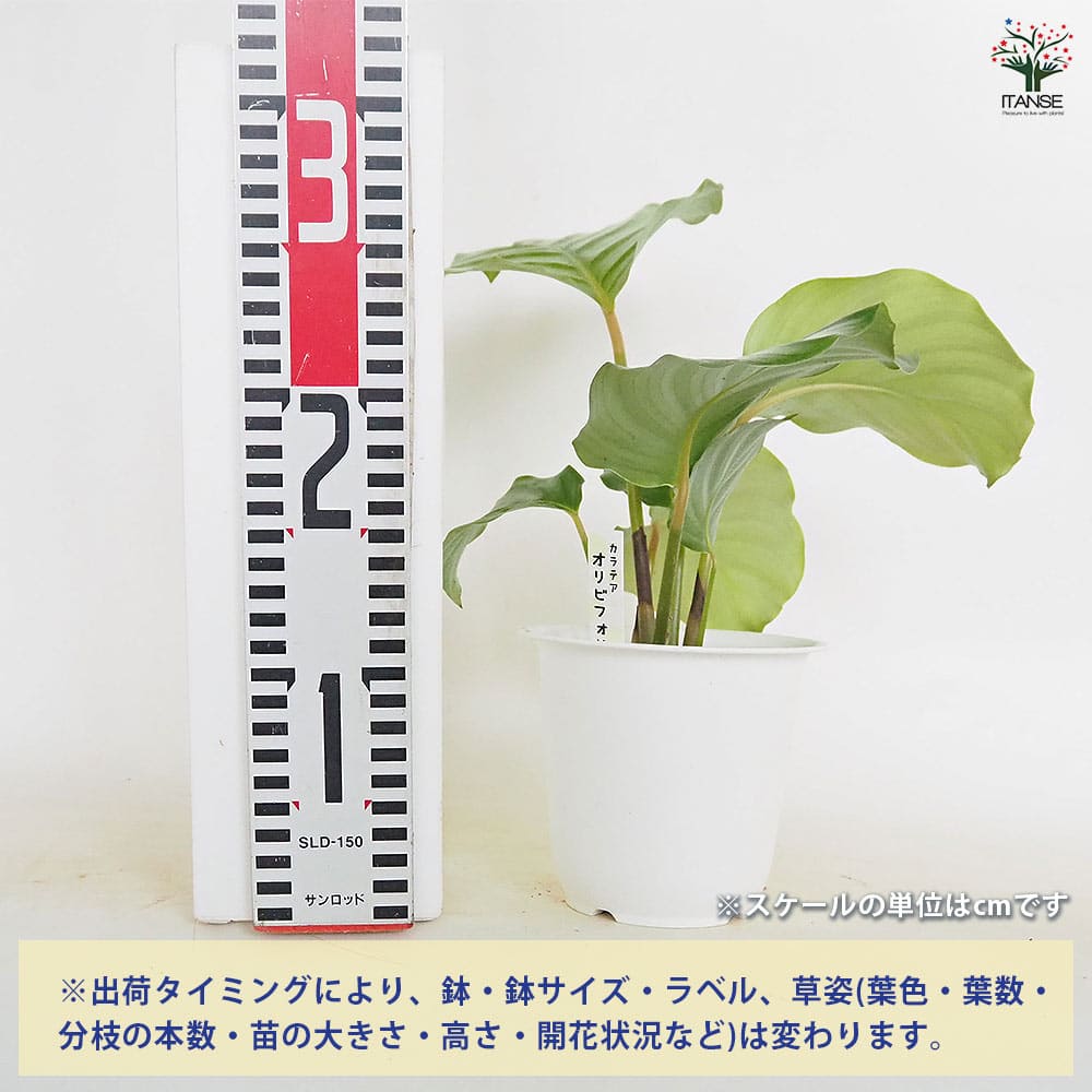 カラテア オルビフォリア 【観葉植物 4号／1個売り】｜ 【植物の