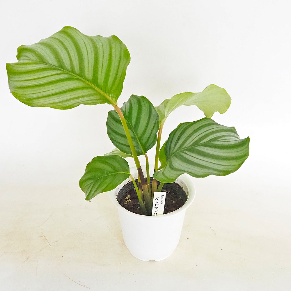 カラテア オルビフォリア 【観葉植物 4号／1個売り】