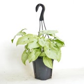シンゴニューム(シンゴニウム) ホワイトバタフライ 【観葉植物 5号／1個売り】|観葉植物