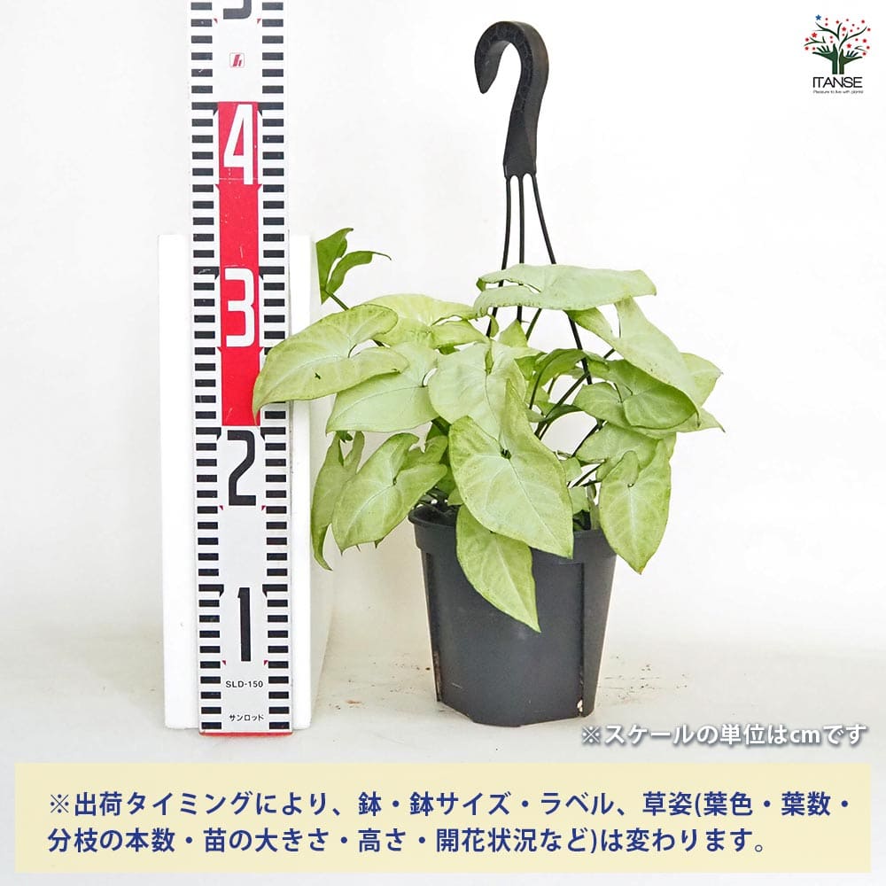 白斑入り　シンゴニウム　水耕　抜き苗　観葉植物　シンゴニューム 白斑入り シンゴニウム 水耕 抜き苗 観葉植物 シンゴニューム