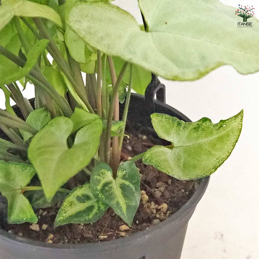 白斑入り　シンゴニウム　水耕　抜き苗　観葉植物　シンゴニューム 斑入り シンゴニウム シュリンクハート 3〜3.5号ポット苗 シンゴ