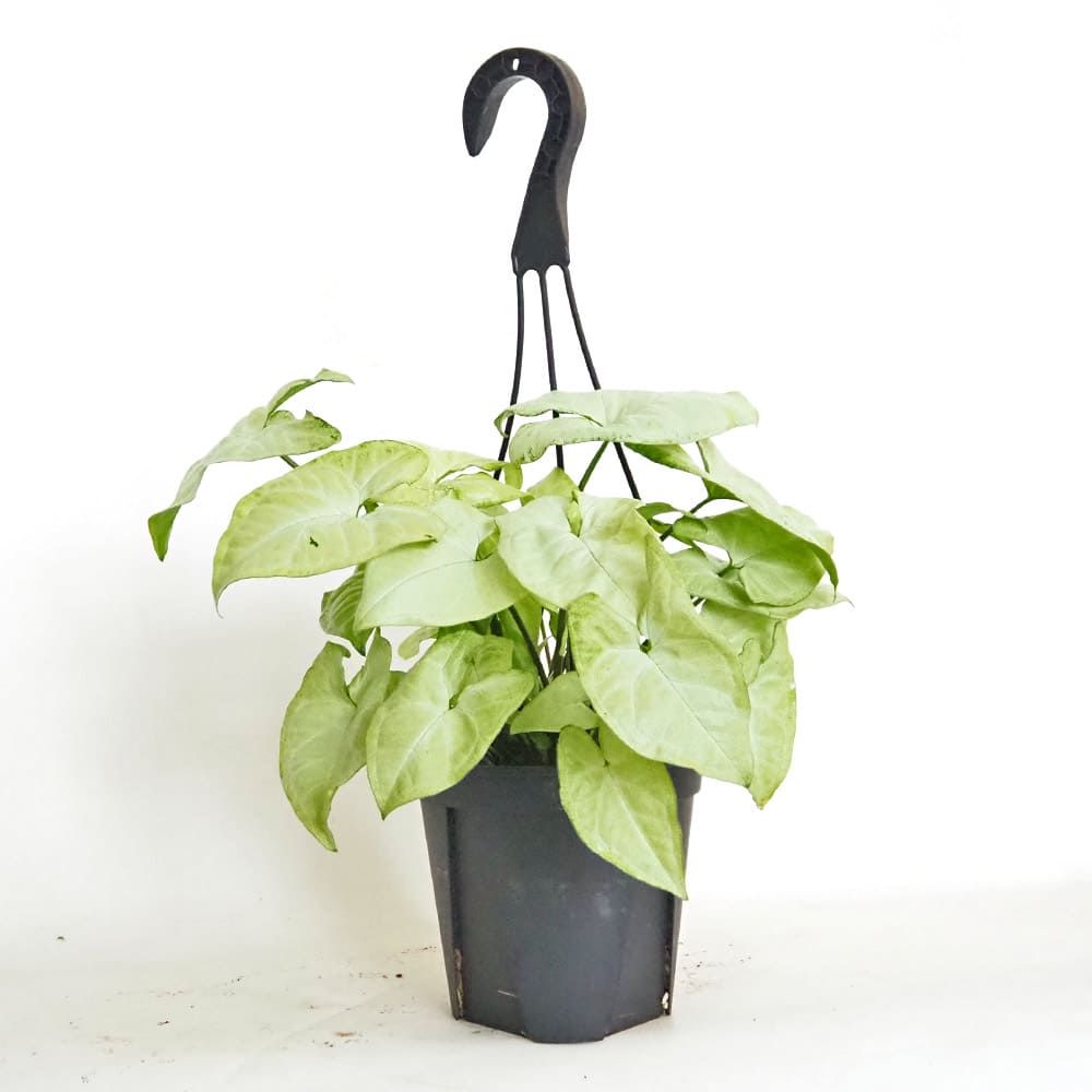シンゴニューム(シンゴニウム) ホワイトバタフライ 【観葉植物 5