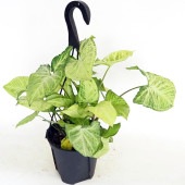 シンゴニューム(シンゴニウム) ロブスター 【観葉植物 5号／1個売り】|観葉植物