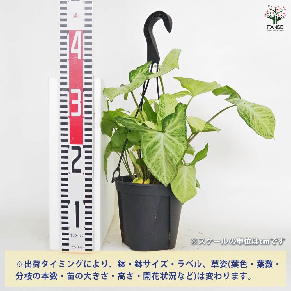 シンゴニューム(シンゴニウム) ロブスター 【観葉植物 5号／1個売り