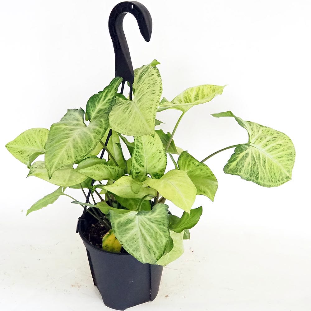 シンゴニューム(シンゴニウム) ロブスター 【観葉植物 5号／1個売り】