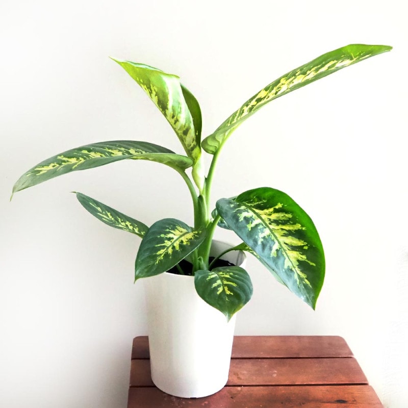 ビカクシダ(コウモリラン) ビフルカツム【観葉植物 苔玉Lサイズ