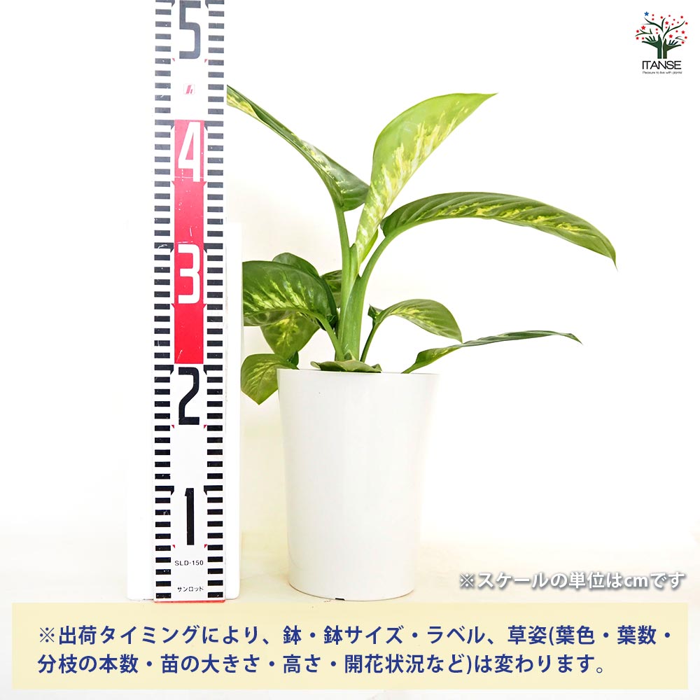 ディフェンバキア アモエナ トロピックスノー 【観葉植物 6号／1個売り