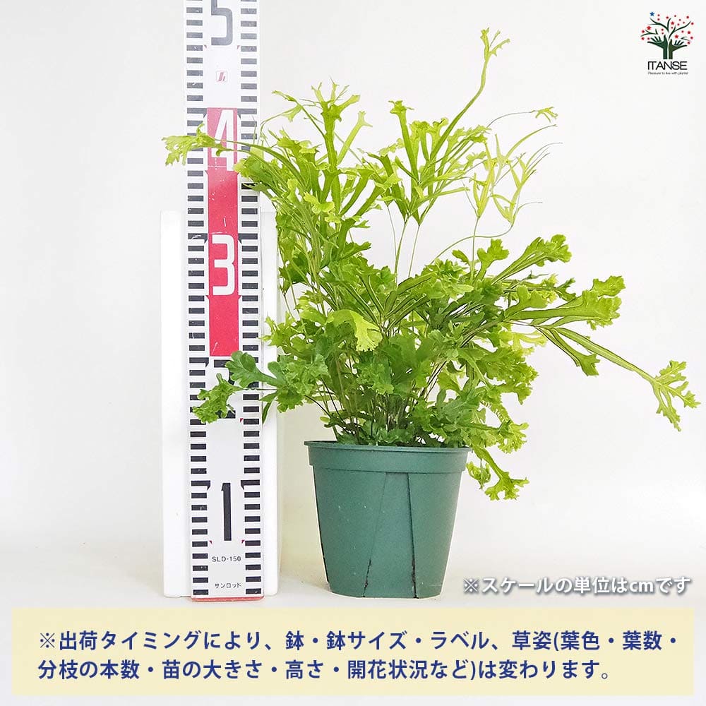 プテリス ロウェリー 【観葉植物 5号／1個売り】｜ 【植物の