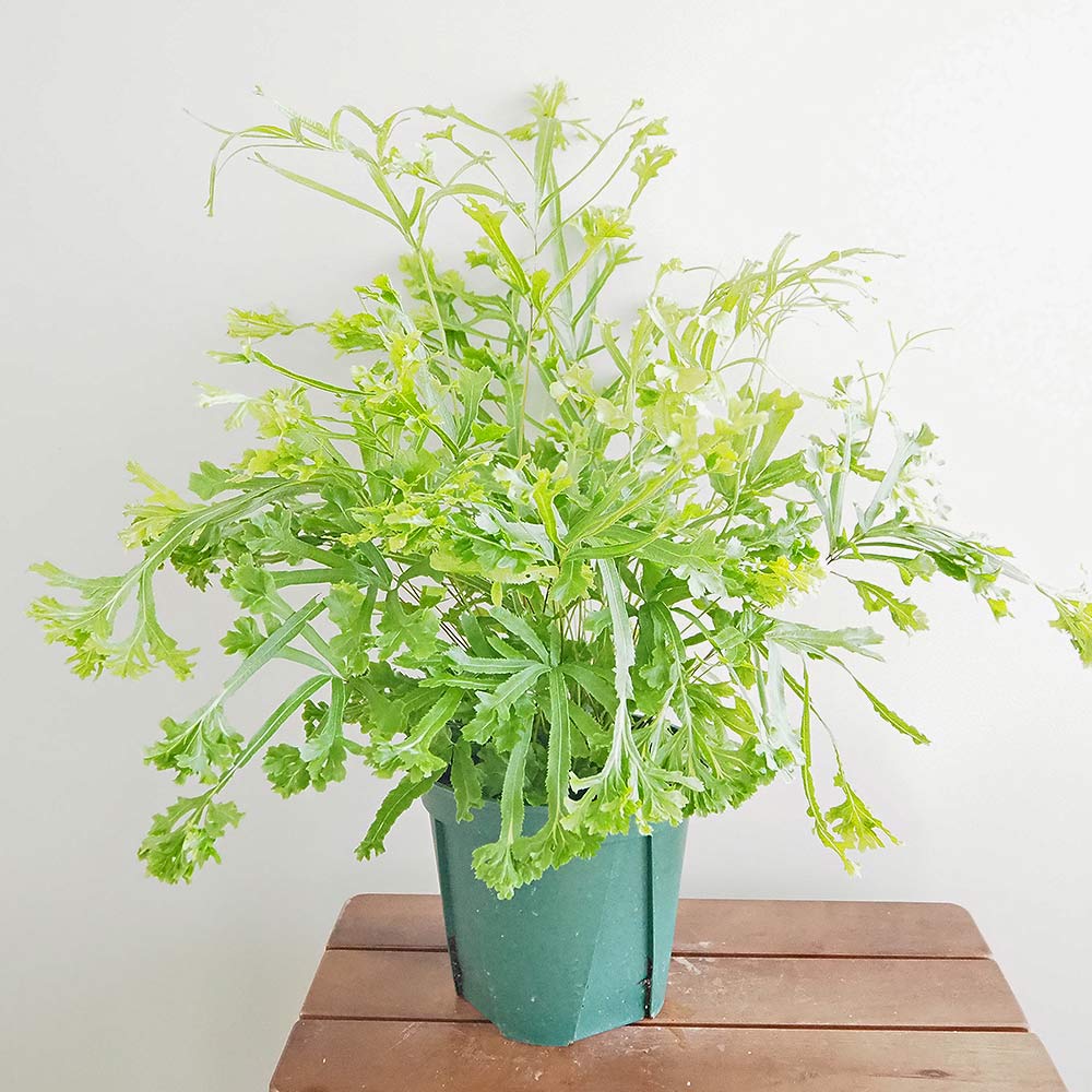 プテリス ロウェリー 【観葉植物 5号／1個売り】