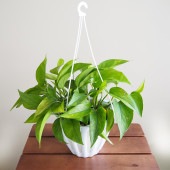 ポトス テルノアマゾン 吊鉢【観葉植物 5号／1個売り】|観葉植物