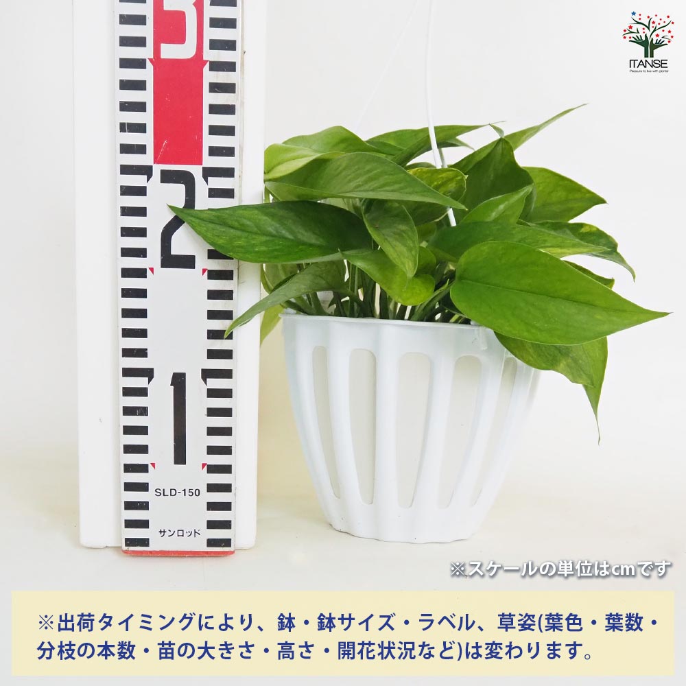 ポトス テルノアマゾン 吊鉢【観葉植物 5号／1個売り】｜ 【植物
